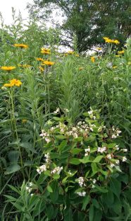 Prairie with Dogbane & Oxeye flowers
