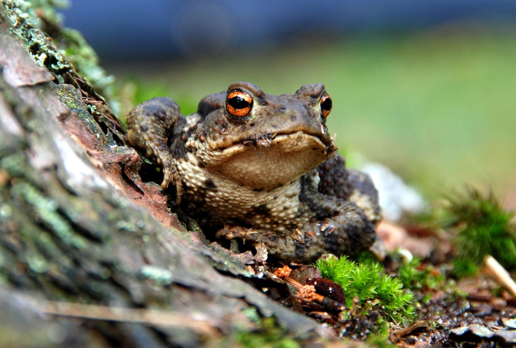 orange-eyed frog with moss & bark